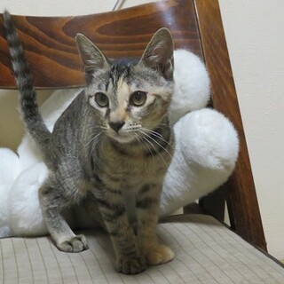キジ柄のイイちゃん