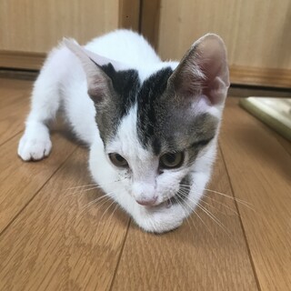【密着大好き】里親募集中【ワクチン済✨】