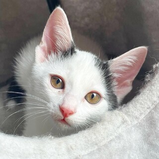 涼菓子親子♡猫一倍優しい天然系男子『てんくん』