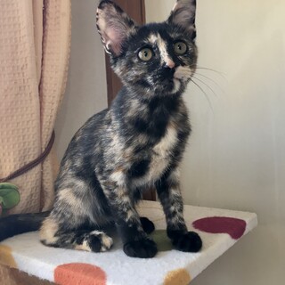 寂しがり屋で甘えん坊☆てまりちゃん♀3ヶ月