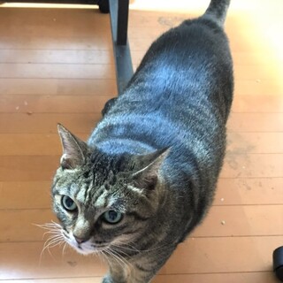 ポチャ可愛いキジの女の子