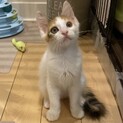 【つむぎ】おかげさまで里親様が決まりました。