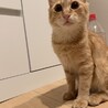 けぴカネゴン