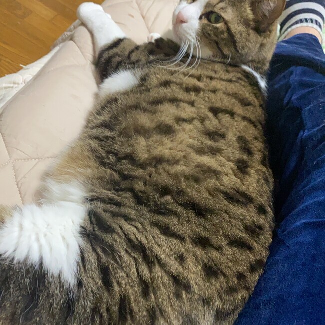 けぴカネゴンのカバー写真