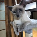 ロシアンブルーとシャムのミックス猫、メス