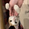 ソランネル