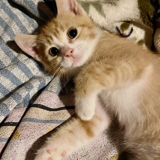 【代理募集】落ち着いていて飼いやすい☆チップくん