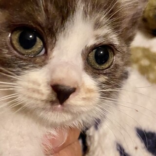 【代理募集】物おじしない性格☆ふわちゃん
