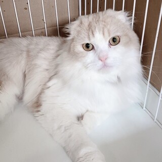 募集中スコッティッシュ♂アベル君