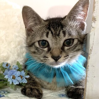 大阪・譲渡会9/4(土)　なつこいキジ子猫