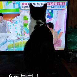 6ヶ月目！でかくなったニャ∼！