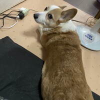 むぎ