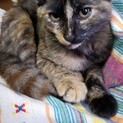 とっても可愛い元気な三姉妹猫♪