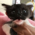里親決定。人懐っこいあーちゃん