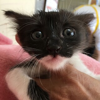 里親決定。人懐っこいあーちゃん