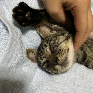 【保護猫】去勢手術日決定！キジトラ男子８ヶ月です