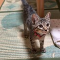 なぎ君　生後３ヶ月　男の子　キジトラ