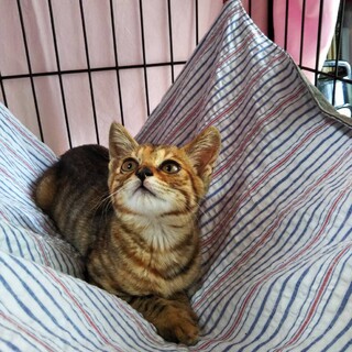 賢く甘えん坊なキジサビの女の子♪