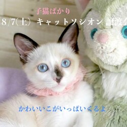 ＊キャットソシオン譲渡会＊第109回