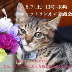 ＊キャットソシオン譲渡会＊第109回 サムネイル2