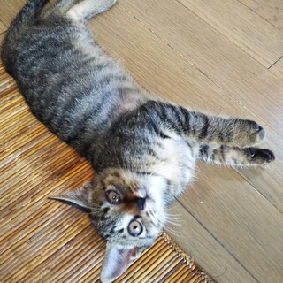 物おじせず大らかなキジ猫 男の子♪