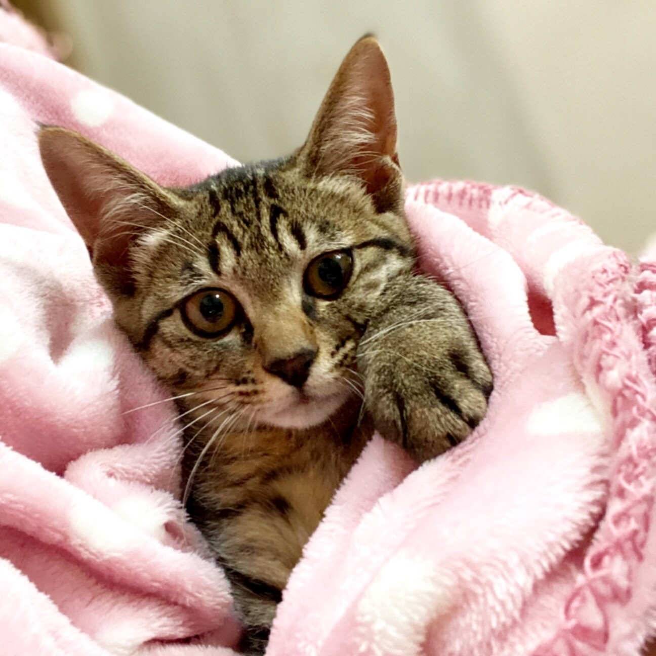 元気いっぱいキジトラ 埼玉県 猫の里親募集 376177 ペットのおうち 月間利用者150万人