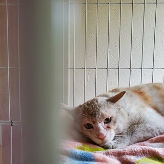 不器用なボク