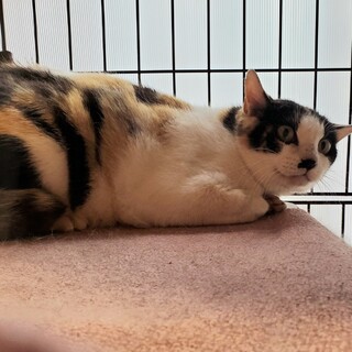 シャーシャー威嚇、パンチあり！！