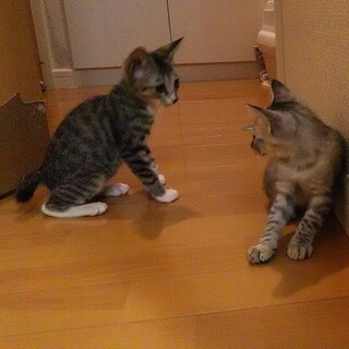 子猫4匹います