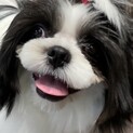 里親様決まりました。ありがとうございました。