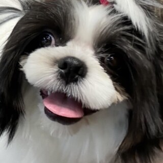 一宮市の犬の里親募集情報まとめ ペットのおうち 月間利用者150万人
