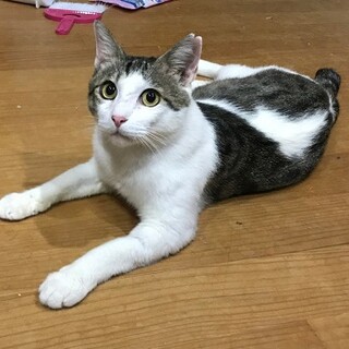 温厚です、怖がりです、愛情が必要な子です