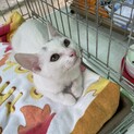 大人しいネコさんです