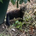 生後1ヶ月から6ヶ月の子猫