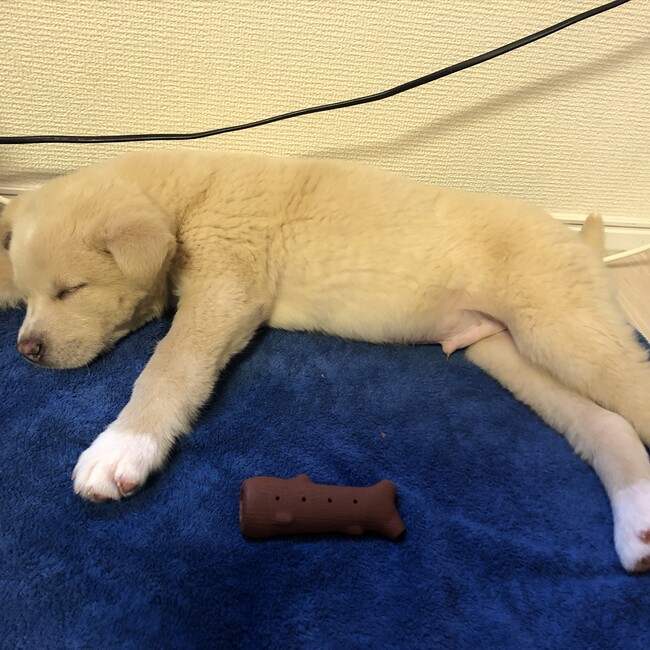 まぁた。のカバー写真