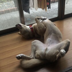 「我が家に来て1年と少し」サムネイル3