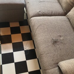 「愛犬の本性」サムネイル2