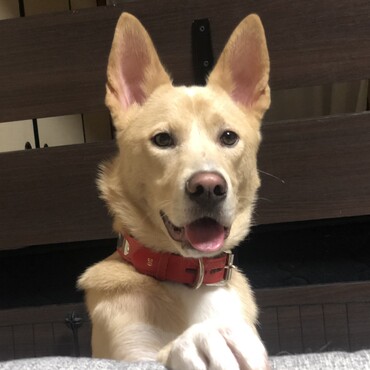 食べ物を見たらとりあえずお手。