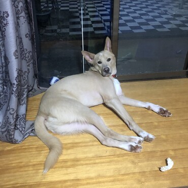 おっさんの休日