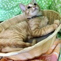 とにかく飼いやすい茶トラ君2〜3ヶ月