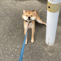 まめ