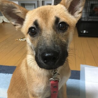 募集停止小さめのかわいい女の子です