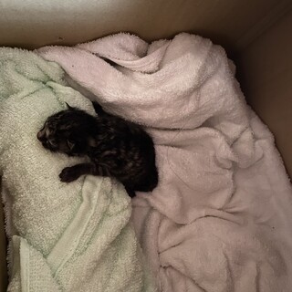 母猫と兄弟がいる虹の橋を渡りました