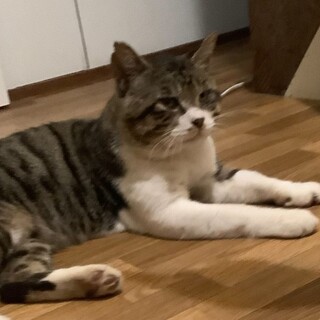 マット君　推定7〜8歳　猫エイズ陽性