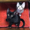 ２匹の子猫の里親募集します