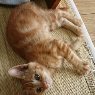 里親募集、保護子猫(茶トラ♂2ヶ月)