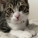 キジ白☆4ヶ月の男の子