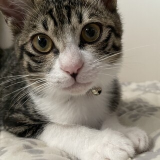 キジ白☆4ヶ月の男の子