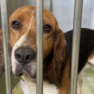 お問い合わせはセントハウンドレスキューまで！