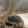 くろごま